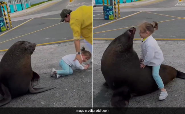 Video: Sea Lion Almost Attacks Little Girl, Internet Slams "Content Hungry" Parents