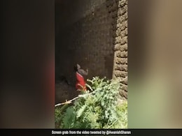 हवा में उछालकर दीवार पर उपले लगा रही थी महिला, IAS बोला- ‘बास्केटबॉल टीम इन्हें ढूंढ रही है’ - देखें Video हवा में उछालकर दीवार पर उपले लगा रही थी महिला, IAS बोला- ‘बास्केटबॉल टीम इन्हें ढूंढ रही है’ - देखें Video