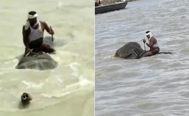 Video: Elephant And Mahout Cross Swollen Ganga River In Bihar's Vaishali