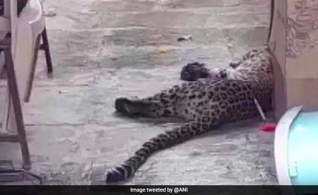 महाराष्ट्र : नासिक के रिहायशी इलाके में घुसा तेंदुआ, पकड़ा गया