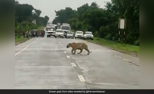 Watch: Traffic Cop Stops Commuters To Let Tiger Cross Highway