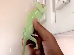 कभी देखी है 'बुलेट छिपकली', कीड़ों को इस तरह बनाती है निशाना, देखें वायरल वीडियो कभी देखी है 'बुलेट छिपकली', कीड़ों को इस तरह बनाती है निशाना, देखें वायरल वीडियो