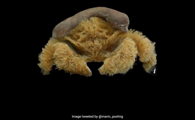'Fluffy' New Crab Species Covered In Hair Discovered By Scientists