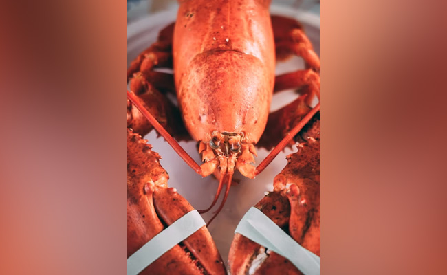 Rare Orange Lobster Found At A Restaurant In Florida, Named Cheddar: Report