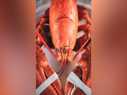Rare Orange Lobster Found At A Restaurant In Florida, Named Cheddar: Report Rare Orange Lobster Found At A Restaurant In Florida, Named Cheddar: Report