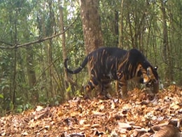 ओडिशा में दिखा काले रंग का 'दुर्लभ' बाघ,  अब VIDEO हो रहा है जमकर वायरल ओडिशा में दिखा काले रंग का 'दुर्लभ' बाघ,  अब VIDEO हो रहा है जमकर वायरल