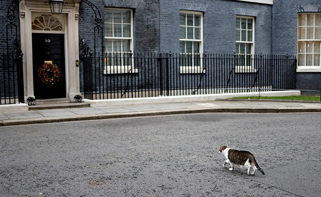 What Larry, The 10 Downing Street Cat, Said About Keir Starmer's New Kitten