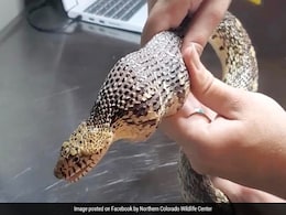 अंडे समझकर दो गोल्फ गेंदों को निगल गया सांप, अंदर जाते ही फंस गई बॉल, फिर हुआ कुछ ऐसा अंडे समझकर दो गोल्फ गेंदों को निगल गया सांप, अंदर जाते ही फंस गई बॉल, फिर हुआ कुछ ऐसा