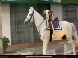 घोड़े पर बैठकर पूरे शहर में सवारी करता दिखा कुत्ता, Video देख लोगों को याद आ गई ‘मजनू भाई की पेंटिंग’ घोड़े पर बैठकर पूरे शहर में सवारी करता दिखा कुत्ता, Video देख लोगों को याद आ गई ‘मजनू भाई की पेंटिंग’