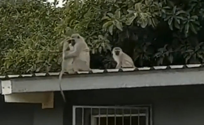 नन्हा बंदर जब अपने परिवार से मिला तो सभी ने गले लगकर प्यार जताया, वीडियो भावुक कर देगा