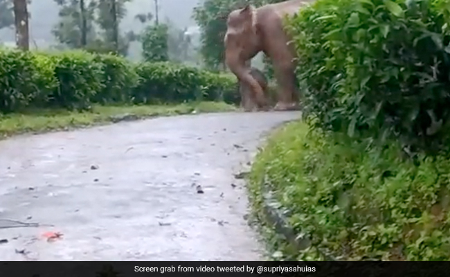 बारिश में भीग रहे अपने बच्चे को बचाता नज़र आया हाथी, लोग बोले- मां के प्यार की बराबरी कोई नहीं कर सकता