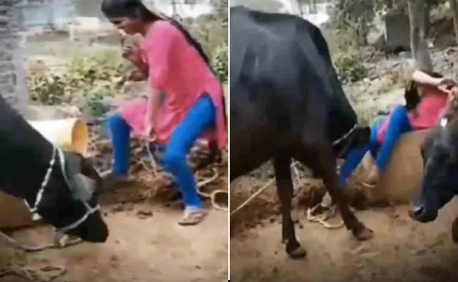 भैंस के सामने ठुमके लगाना लड़की को पड़ा महंगा, आगे जो हुआ उसे देख नहीं रोक पाएंगे हंसी