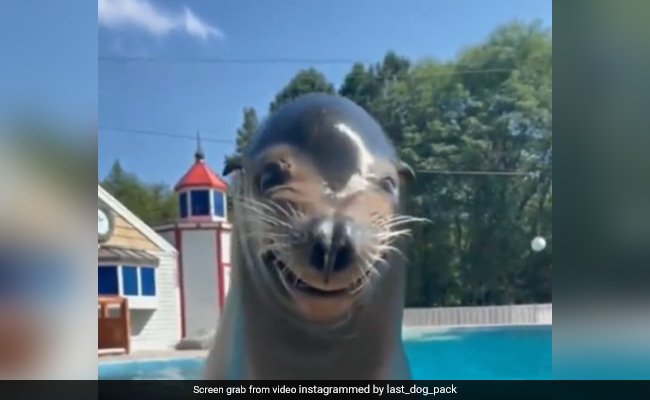 Viral Video: Sea Lion Comes Out Of The Pool And Gives "Smile Of The Day"