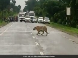 हाईवे पर दिखा बाघ, तो ट्रैफिक पुलिस ने तुरंत यात्रियों को रोका, फिर Tiger ने शान से पार की सड़क हाईवे पर दिखा बाघ, तो ट्रैफिक पुलिस ने तुरंत यात्रियों को रोका, फिर Tiger ने शान से पार की सड़क