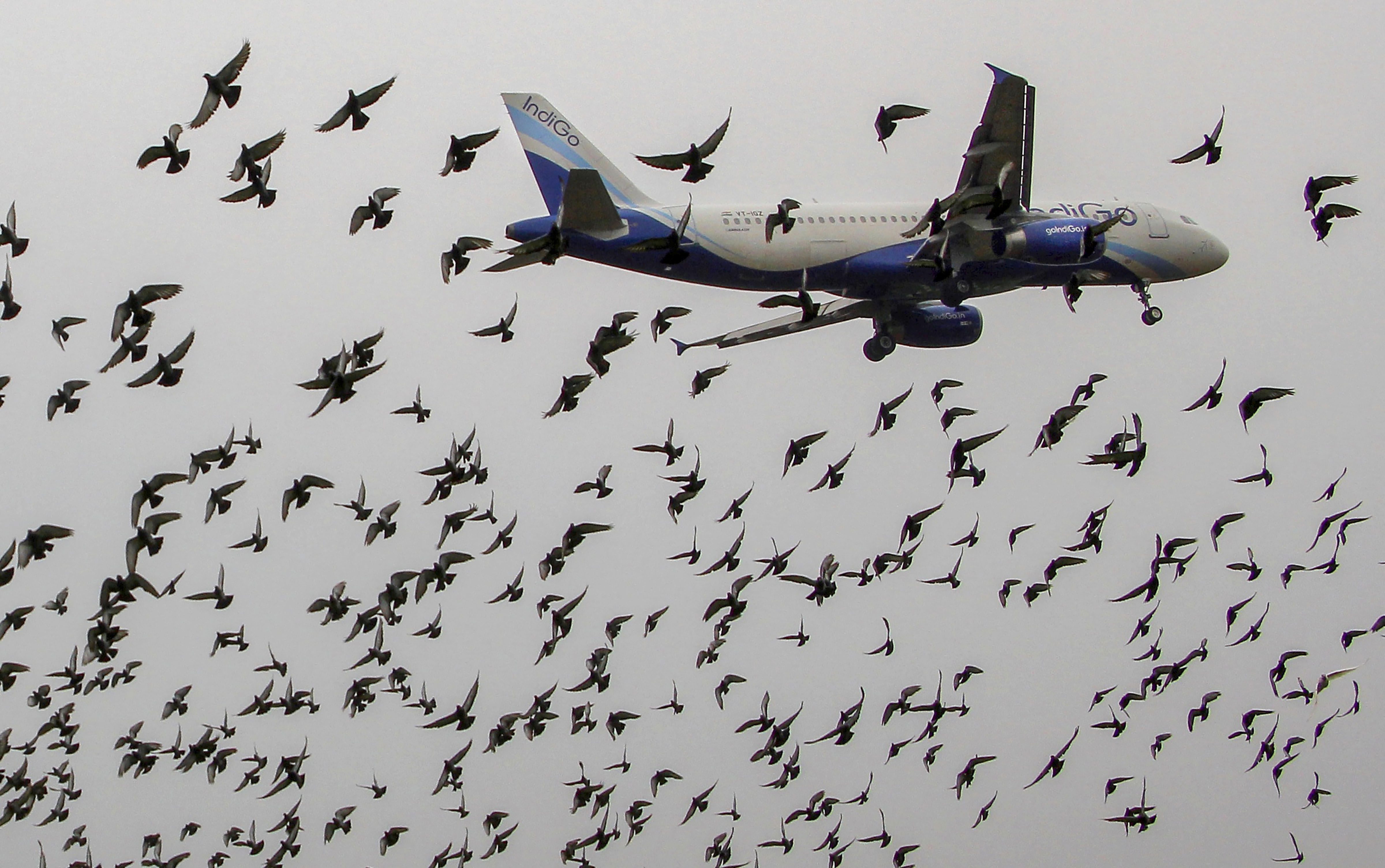IndiGo Removes Fuel Charges On Domestic, International Flights