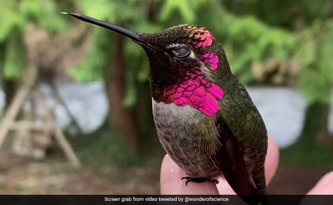 Watch: Anna's Hummingbird Changing Colours Awes Internet