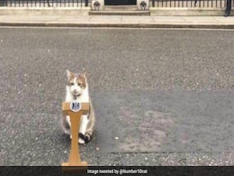 10 Downing Street से तीन PM  रूख़सत हो लिए, लेकिन ये बिल्ला अभी भी प्रधानमंत्री आवास में डटा हुआ है, जानिए क्यों है खास 10 Downing Street से तीन PM  रूख़सत हो लिए, लेकिन ये बिल्ला अभी भी प्रधानमंत्री आवास में डटा हुआ है, जानिए क्यों है खास