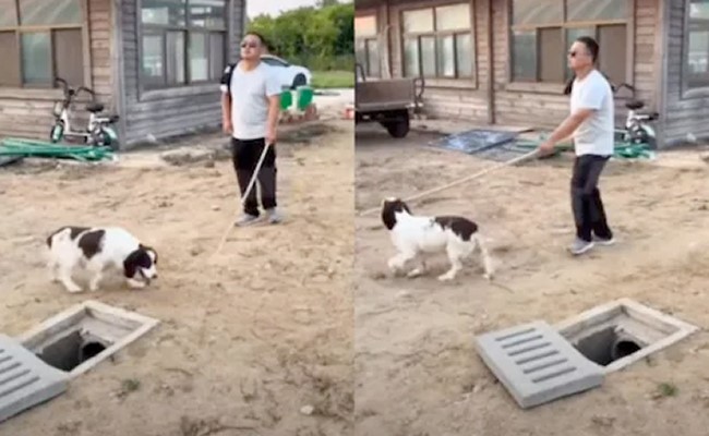 आंखों से नहीं देख पाता है, गड्ढे में गिरने वाला था शख्स, तभी लेट गया कुत्ता और ज़िंदगी बचा ली, Viral Video