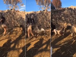 Video:लड़की की इस हरकत को देख चढ़ गया भेड़ का पारा, दी ऐसी सजा Video:लड़की की इस हरकत को देख चढ़ गया भेड़ का पारा, दी ऐसी सजा