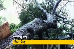 मुंबई के दादर इलाके में भारी बारिश की वजह से दुकान पर गिरा पेड़ मुंबई के दादर इलाके में भारी बारिश की वजह से दुकान पर गिरा पेड़