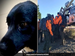 "Hero" Dog Leads Rescue Team To Owner Who Fell 70 Feet During A Hike In US "Hero" Dog Leads Rescue Team To Owner Who Fell 70 Feet During A Hike In US
