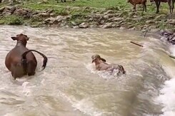 नदी पार करने से डर रहा था बछड़ा, फिर तेज धाराओं के बीच चलकर ऐसे पहुंचा उस पार नदी पार करने से डर रहा था बछड़ा, फिर तेज धाराओं के बीच चलकर ऐसे पहुंचा उस पार