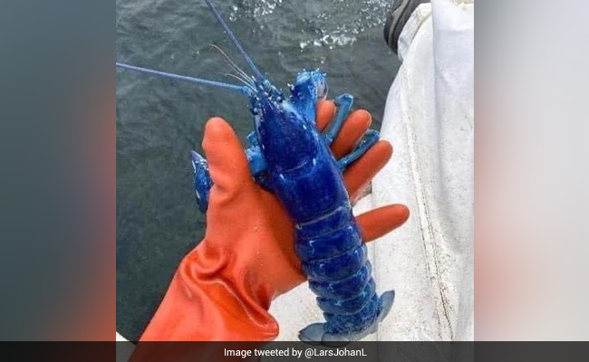 Fisherman Catches Rare "One In Two Million" Blue Lobster In US