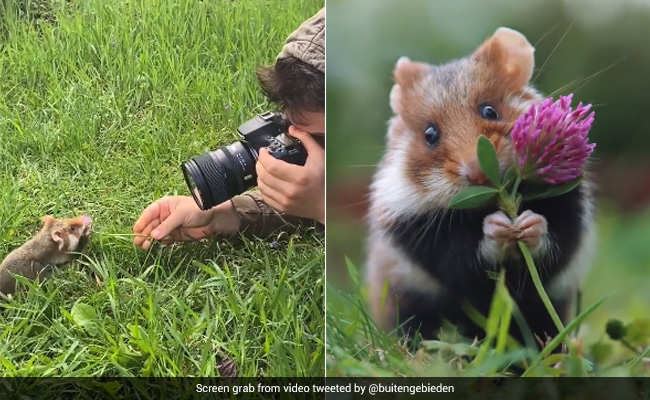 Viral Video: Wild Hamster Poses For Photograph In An Adorable Way, Internet Surprised