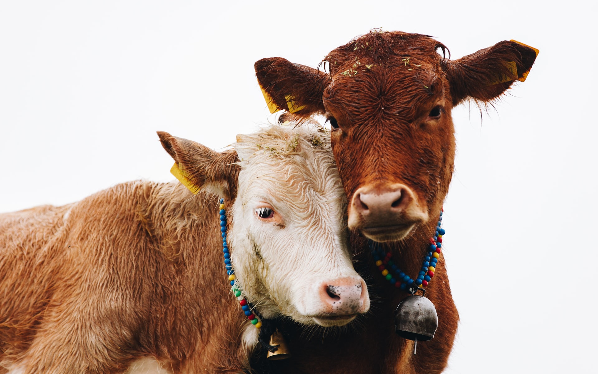 "Tax On Cows' Burps And Farts": New Zealand's New Climate Proposal