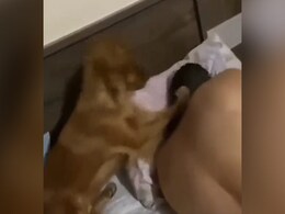 ऐसे कौन नींद से जगाता है भाई! मालिक को इस तरह मार-मार कर उठा रहा ये कुत्ता, इसे देख नहीं रुकेगी आपकी हंसी ऐसे कौन नींद से जगाता है भाई! मालिक को इस तरह मार-मार कर उठा रहा ये कुत्ता, इसे देख नहीं रुकेगी आपकी हंसी