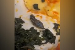 Watch: Flight Attendant Finds Snake Head In Plane Meal Watch: Flight Attendant Finds Snake Head In Plane Meal
