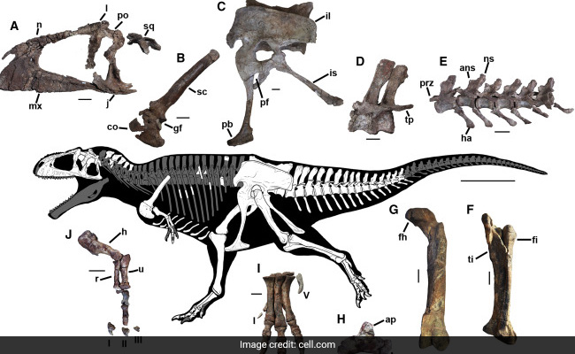 Meraxes Gigas: All You Need To Know About Huge Dinosaur With Tiny Arms Like T-Rex