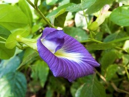 सिर्फ 15 दिन में तैयार होगी अपराजिता की बेल, रोज खिलेंगे 2&ndash;3 नीले फूल, जानें लगाने का तरीका