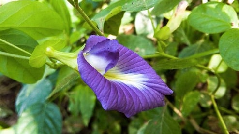 सिर्फ 15 दिन में तैयार होगी अपराजिता की बेल, रोज खिलेंगे 2&ndash;3 नीले फूल, जानें लगाने का तरीका