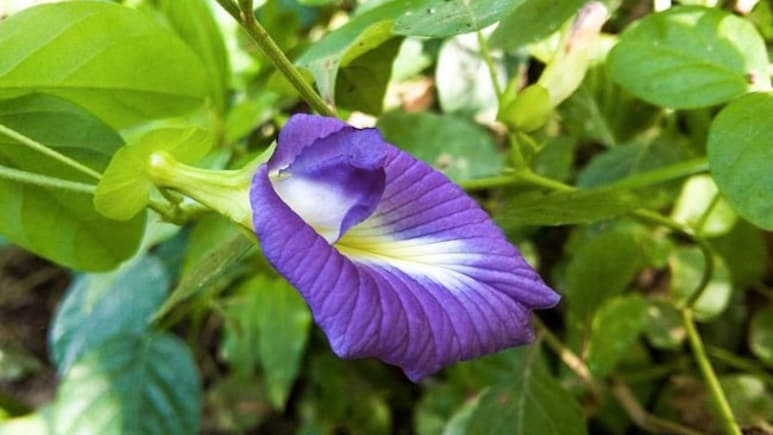 सिर्फ 15 दिन में तैयार होगी अपराजिता की बेल, रोज खिलेंगे 2&ndash;3 नीले फूल, जानें लगाने का तरीका