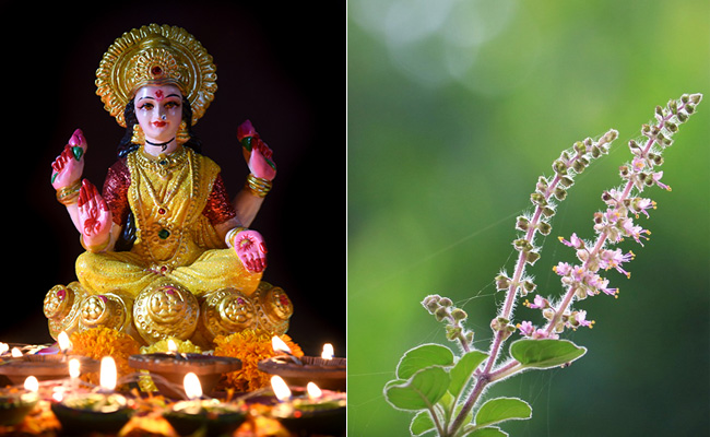 Sawan 2022: सावन में तुलसी के साथ घर में लगाएं ये 5 पौधे, भगवान शिव के साथ मां लक्ष्मी भी रहती हैं मेहरबान!