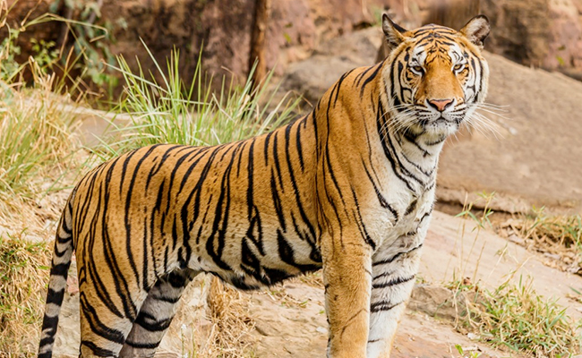China Circus Faces Legal Action For Allowing Children To Ride Tigers For Pics