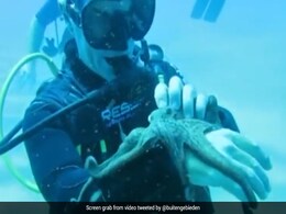 Viral Video: Scuba Diver Plays With Octopus Under Sea, Internet Delighted Viral Video: Scuba Diver Plays With Octopus Under Sea, Internet Delighted