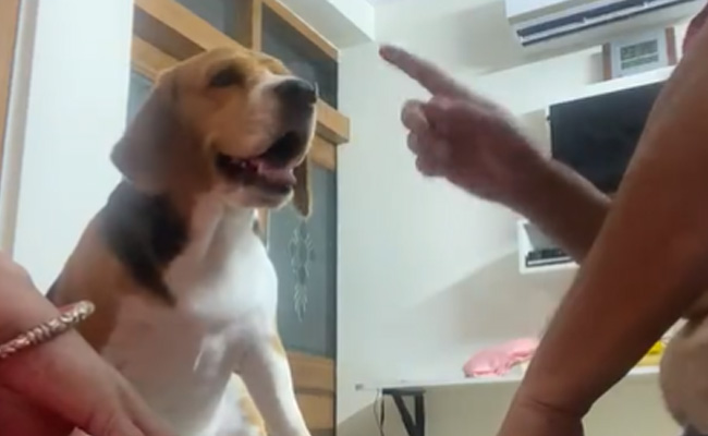 खेल-खेल में डॉगी के साथ हो गया 'खेला', Video देख नहीं रोक पाएंगे हंसी