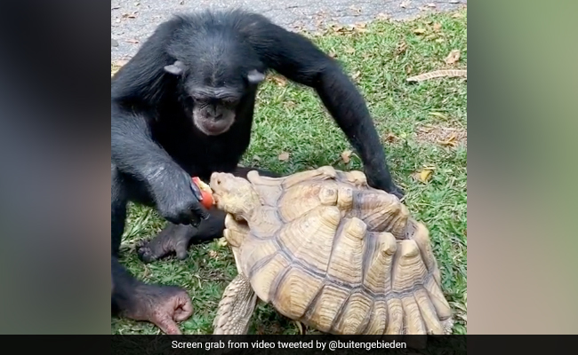Viral Video: Chimpanzee Shares Apple With Tortoise, Internet Overwhelmed