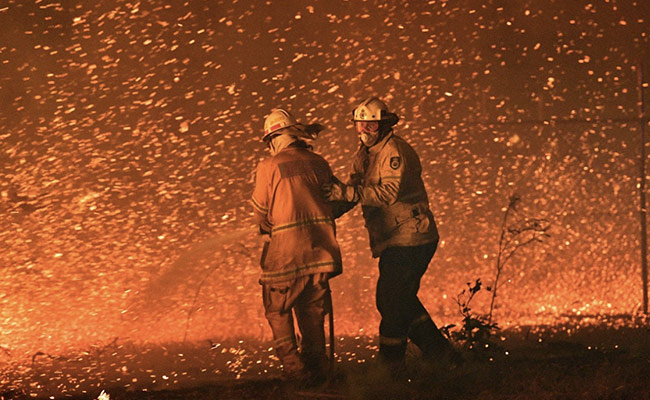 3 Billion Animals Killed, Displaced By Australia's Bushfires: Report