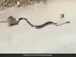 चूहे के बच्चे को मुंह में दबाकर भाग रहा था काला नाग, सांप से लड़कर अपने बच्चे को छुड़ा लाई मां चूहे के बच्चे को मुंह में दबाकर भाग रहा था काला नाग, सांप से लड़कर अपने बच्चे को छुड़ा लाई मां