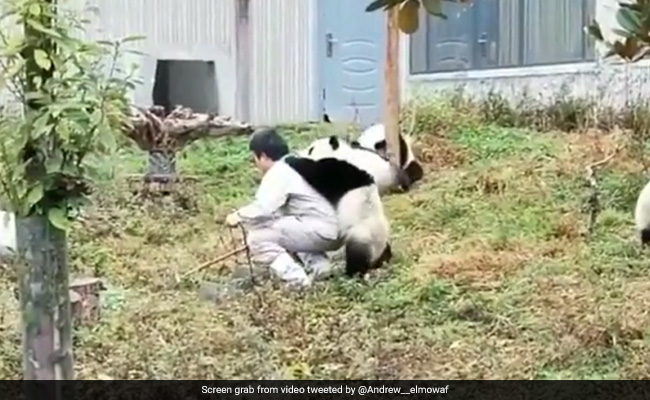 Viral Video Showing A Day In The Life Of A Panda Caretaker Leaves Internet In Awe