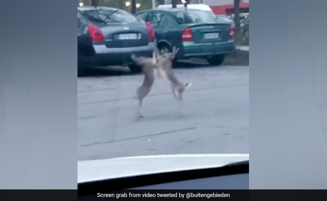 Viral Video Shows Hare Fight In The Middle Of A Road, Internet Amused