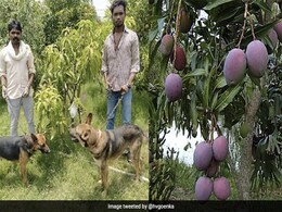 2 लाख 70 हज़ार रुपये किलो बिकता है ये दुनिया का सबसे महंगा आम, 3 गार्ड और 6 कुत्ते करते हैं रखवाली 2 लाख 70 हज़ार रुपये किलो बिकता है ये दुनिया का सबसे महंगा आम, 3 गार्ड और 6 कुत्ते करते हैं रखवाली