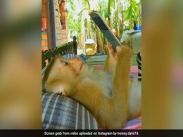 बंदर का स्वैग कर देगा हैरान! बेड पर लेटकर आराम से चलाता है मोबाइल, यूट्यूब पर देखता है Video बंदर का स्वैग कर देगा हैरान! बेड पर लेटकर आराम से चलाता है मोबाइल, यूट्यूब पर देखता है Video