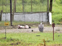10 Captive-Bred Vultures Of Critically Endangered Species Released In Bengal 10 Captive-Bred Vultures Of Critically Endangered Species Released In Bengal