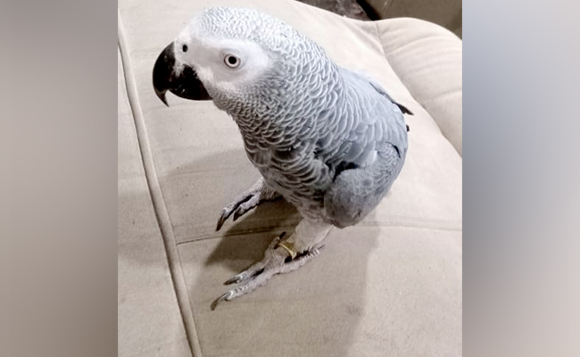 Rs 50,000 Reward For Finding A Missing Parrot In Karnataka