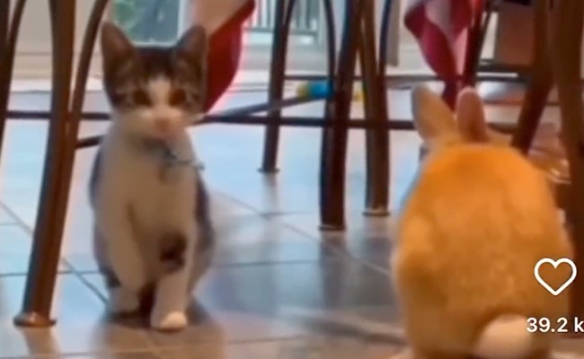 दोस्त के साथ रहकर खरगोश की तरह चलने लगी बिल्ली मौसी, लोगों ने कहा- संगत का असर है