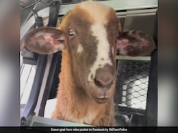 Viral Video: Sheep Gets A Ride Home In Police Cruiser, Internet Amused Viral Video: Sheep Gets A Ride Home In Police Cruiser, Internet Amused